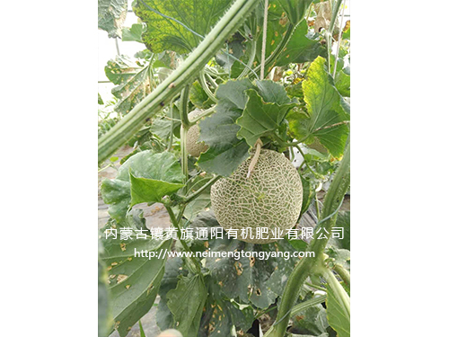 網紋瓜（日本品種）